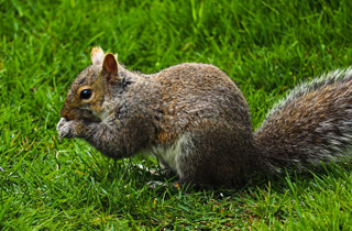 Squirrel Edmonton Exterminator