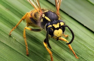 Wasps Edmonton Exterminator