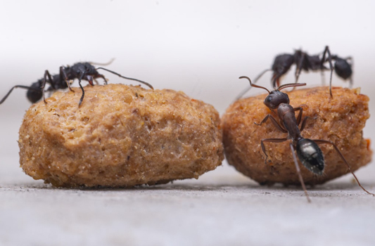 Carpenter Ant Pest Control Edmonton