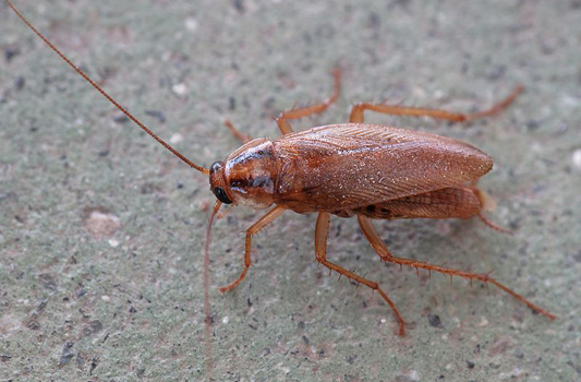 Pet Friendly Non-Toxic Cockroach Exterminator
