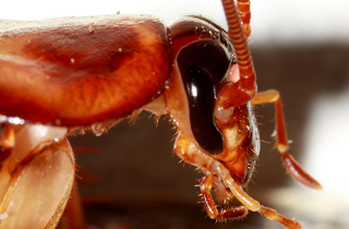 Cockroach Pest Control Grande Prairie
