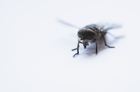 Pest Control Cochrane
