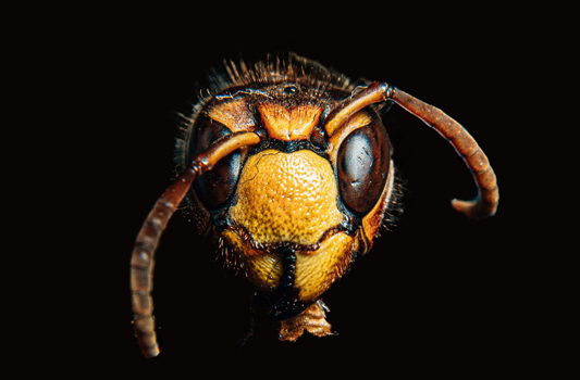 Carpenter Ant Pest Control Edmonton