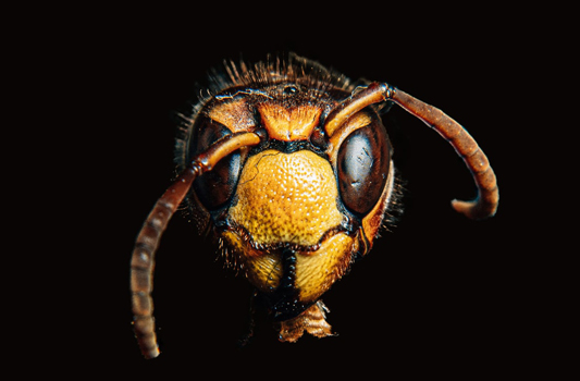 Pest Control Cochrane