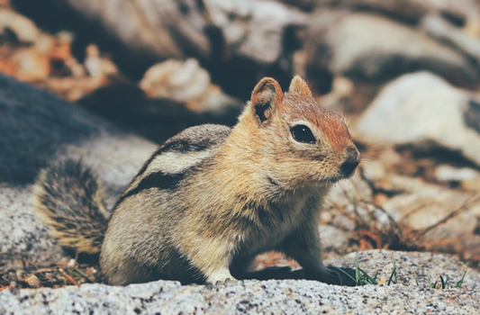 Squirrel Pest Control Edmonton