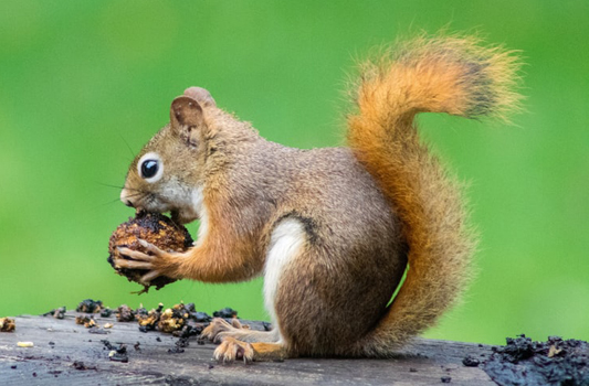 Squirrel Pest Control Edmonton