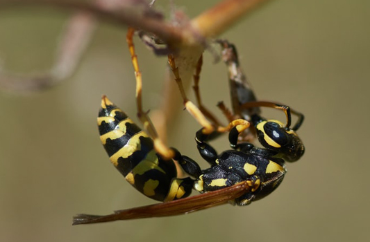 Wasp Pest Control Edmonton