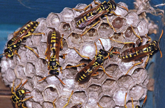Wasp Pest Control Edmonton