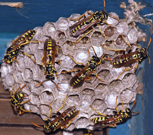 Wasp Pest Control Exterminator